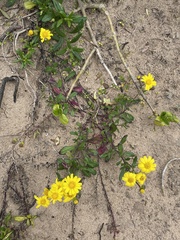 Senecio pinnatifolius