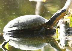 Emydoidea blandingii