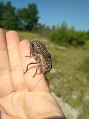 Pycnogaster sanchezgomezi