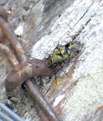 Psocidae