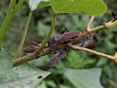 Physomerus grossipes