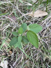 Sida hackettiana