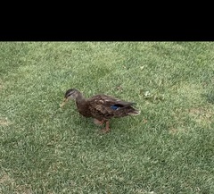 Anas rubripes × platyrhynchos