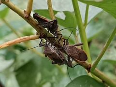 Physomerus grossipes