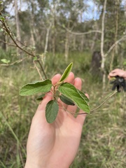 Sida hackettiana