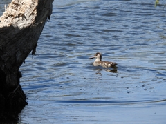 Malacorhynchus membranaceus