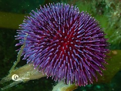 Sphaerechinus granularis