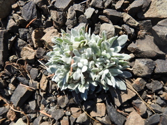 Pseudognaphalium stramineum