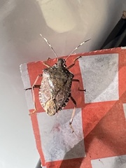 Halyomorpha halys