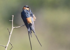 Cecropis senegalensis