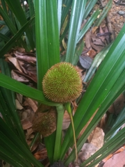 Thurnia sphaerocephala