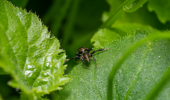 Maratus