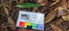 Cryptostylis