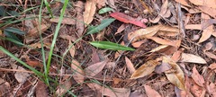 Cryptostylis