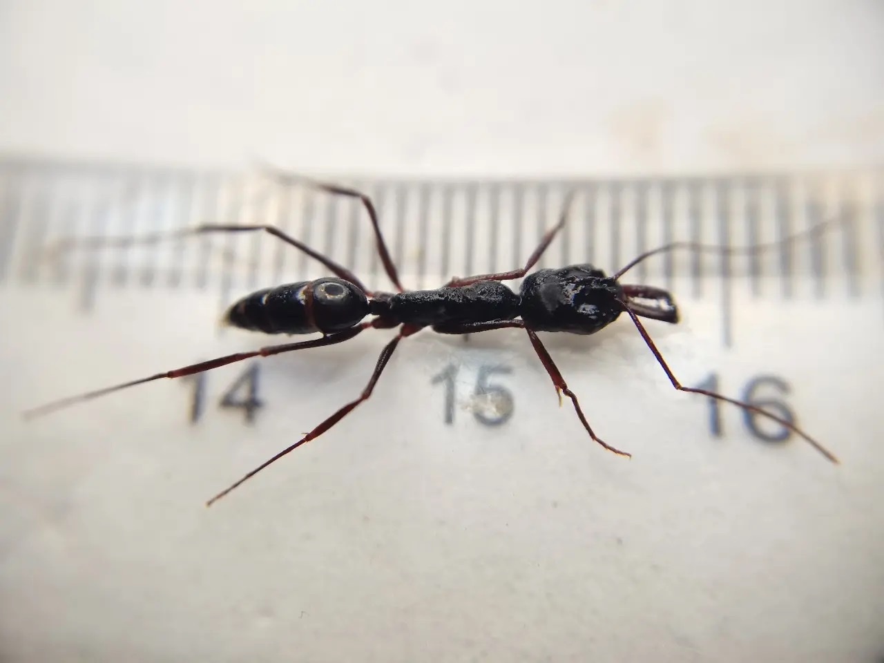 Odontomachus goumang