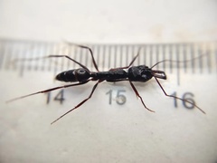 Odontomachus