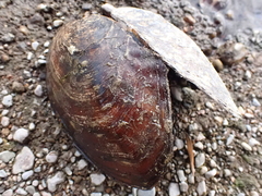 Lasmigona complanata