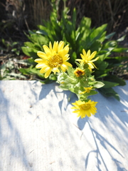 Grindelia stricta