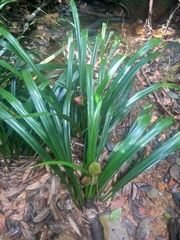 Thurnia sphaerocephala