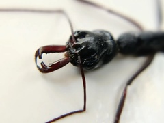 Odontomachus