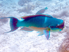 Chlorurus microrhinos