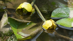 Nuphar japonica