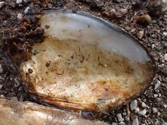 Lasmigona complanata