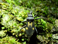 Leogorrus formicarius