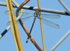 Archilestes californicus