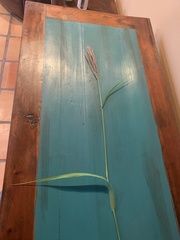 Trichloris pluriflora