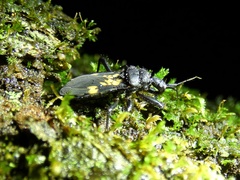 Leogorrus formicarius