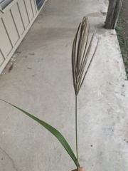 Trichloris pluriflora