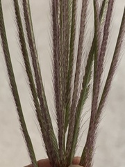 Trichloris pluriflora