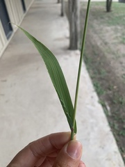 Trichloris pluriflora