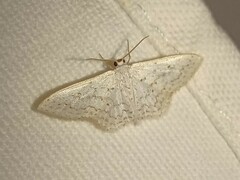 Idaea tacturata