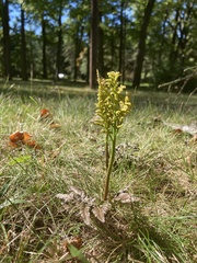 Sceptridium dissectum