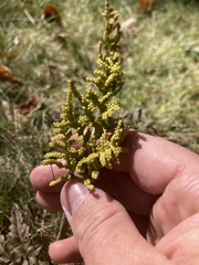 Sceptridium dissectum