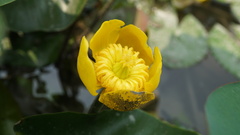 Nuphar japonica