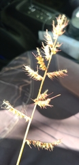 Echinochloa crus-galli