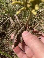 Sceptridium dissectum