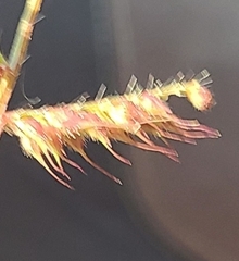 Echinochloa crus-galli