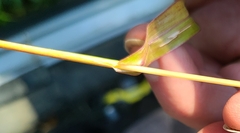 Echinochloa crus-galli