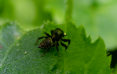 Maratus