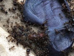 Pheidole indica