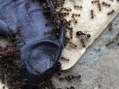 Pheidole indica