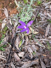 Glossodia