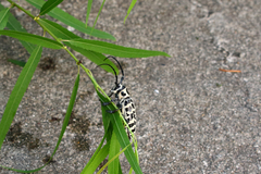 Plectrodera scalator