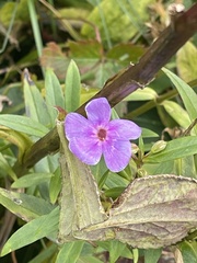 Phlox glaberrima