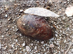 Lasmigona complanata