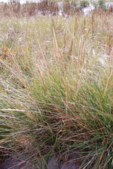 Ammophila breviligulata